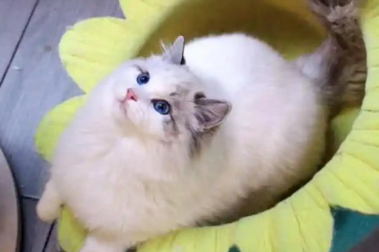 孕期用药不当会导致猫早产吗 孕期用药不当会导致猫早产吗