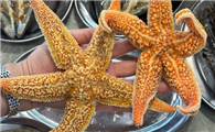 海星会吃海星么
