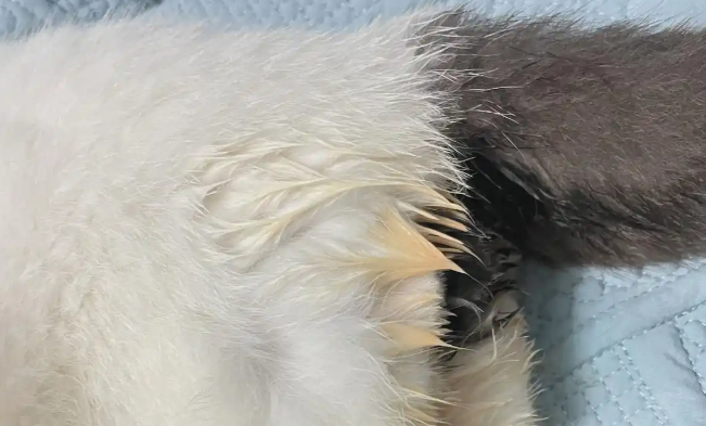 猫小便失禁怎么回事