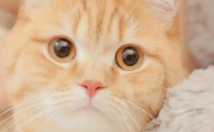 猫被粘鼠板粘住怎么洗
