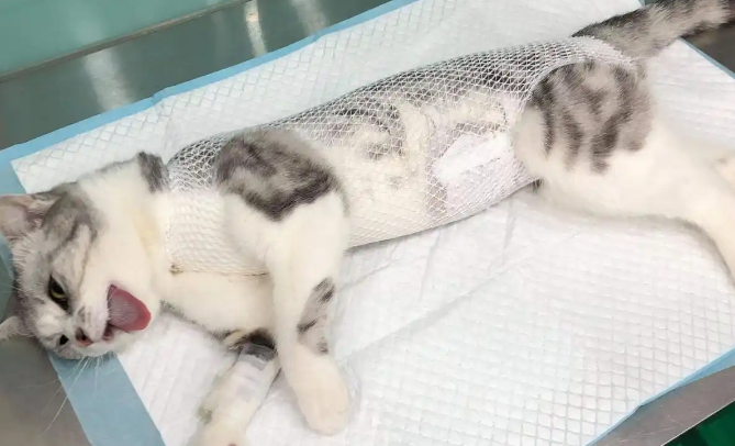 猫不做绝育有什么影响 猫不做绝育有什么影响