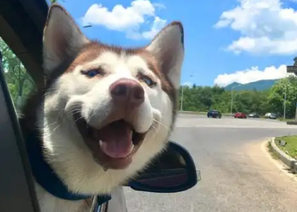 宠物经济蓬勃兴起,成为消费市场新引擎 宠物经济蓬勃兴起,成为消费市场新引擎