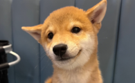 狗虱子长啥样