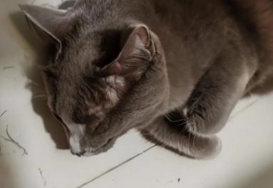 猫咪子宫蓄脓会死吗