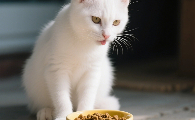 便宜猫粮哪个牌子好？高性价比选择让猫咪吃得健康又省钱