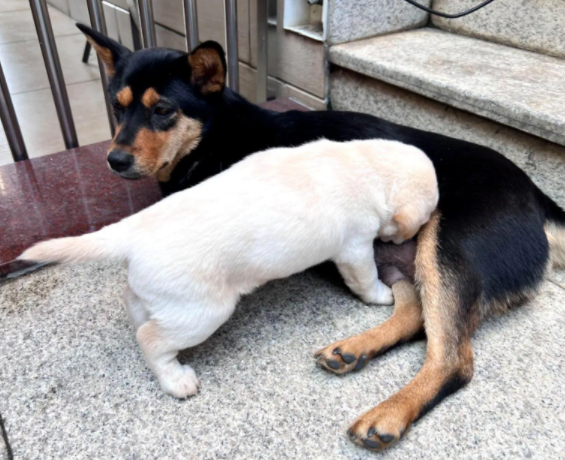 新规改写“土狗”命运：中华田园犬身价暴涨，部分烈性犬退场