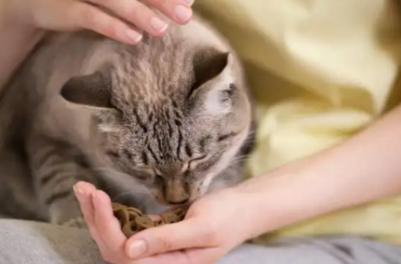 科学养猫——小猫一天喂多少猫粮有讲究! 科学养猫——小猫一天喂多少猫粮有讲究!