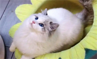 孕期用药不当会导致猫早产吗