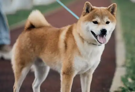 成年狗为什么一天喂一次 成年狗为什么一天喂一次