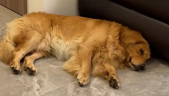 女子问谁能帮她遛狗,结果朋友们互相没通知都默默去她家遛狗! 女子问谁能帮她遛狗,结果朋友们互相没通知都默默去她家遛狗!