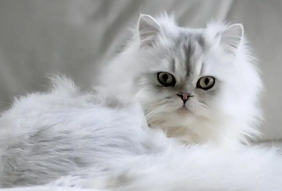 多胎妊娠的猫咪更容易早产吗