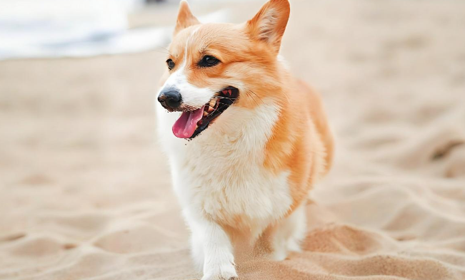 威尔斯柯基犬怎么看纯不纯？简单几步轻松辨别