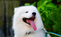 狗狗为什么咬自己的脚