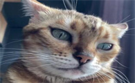 猫咪呼吸急促,可能存在哪些健康隐患
