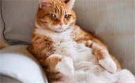猫咪怎么养才听话粘人