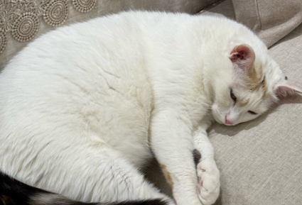 猫咪口臭是什么原因怎么治