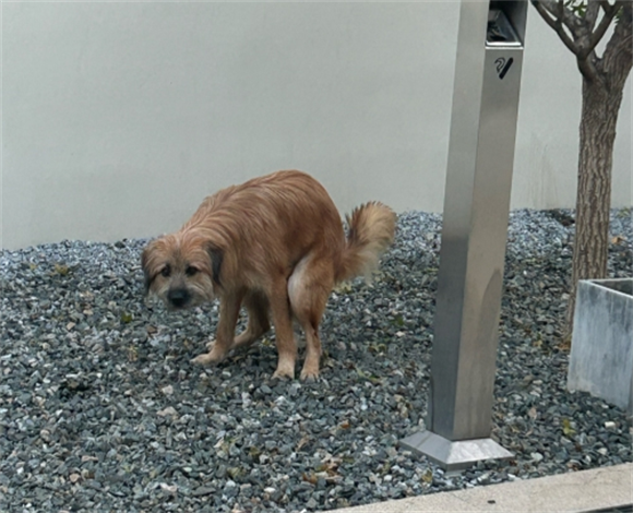 狗得了眼线虫用什么药 狗得了眼线虫用什么药