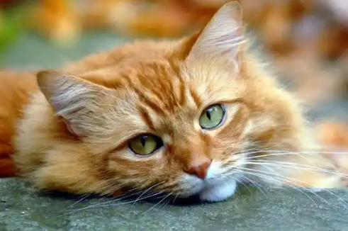 猫咪泪痕多和眼部疾病有关吗? 猫咪泪痕多和眼部疾病有关吗?