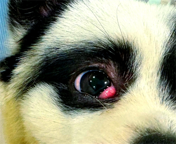 狗狗眼睛红有一层膜怎么回事