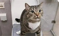 猫咪上厕所的时候叫是为什么