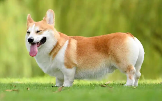 威尔斯柯基犬的智商相当于人的几岁?原来它这么聪明! 威尔斯柯基犬的智商相当于人的几岁?原来它这么聪明!