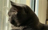 小猫利尿药吃几天合适