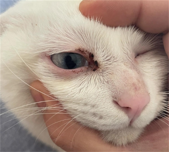 猫咪眼睛周围泛红是什么原因