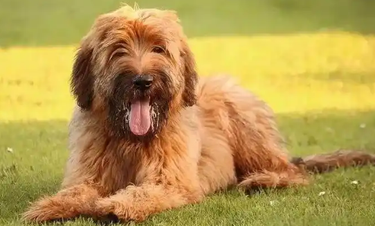 伯瑞犬忠诚度高吗?这篇文章给你答案! 伯瑞犬忠诚度高吗?这篇文章给你答案!