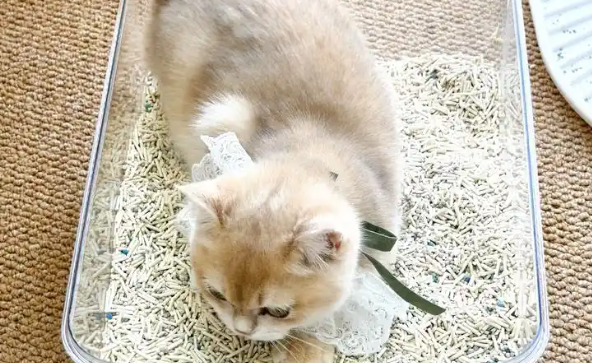 猫砂用什么样的比较好，科学猫砂选择指南，看这篇就够了