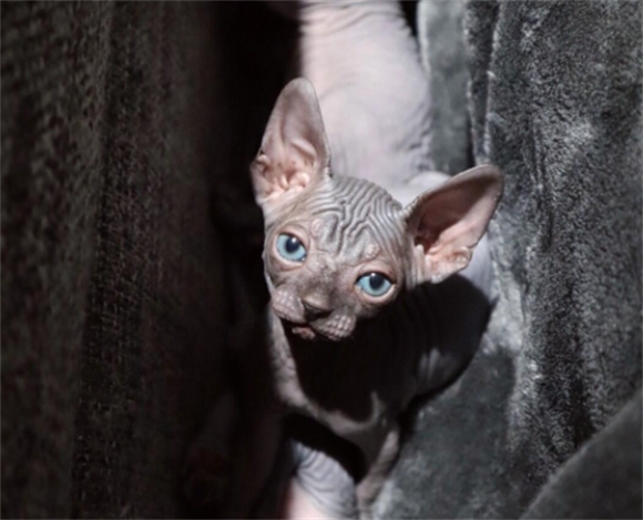 斯芬克斯猫夏天怎么养啊 斯芬克斯猫夏天怎么养啊