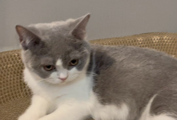 猫喜欢咬人怎么办 猫喜欢咬人怎么办