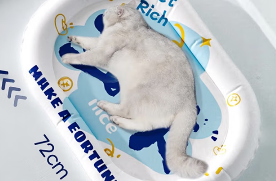 阿柴与猫,四季更迭里的恒温守护 阿柴与猫,四季更迭里的恒温守护