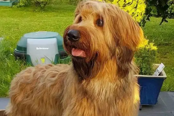 伯瑞犬咋看纯不纯?感兴趣快来瞧瞧! 伯瑞犬咋看纯不纯?感兴趣快来瞧瞧!