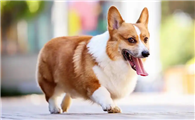 威尔斯柯基犬的智商相当于人的几岁？原来它这么聪明！