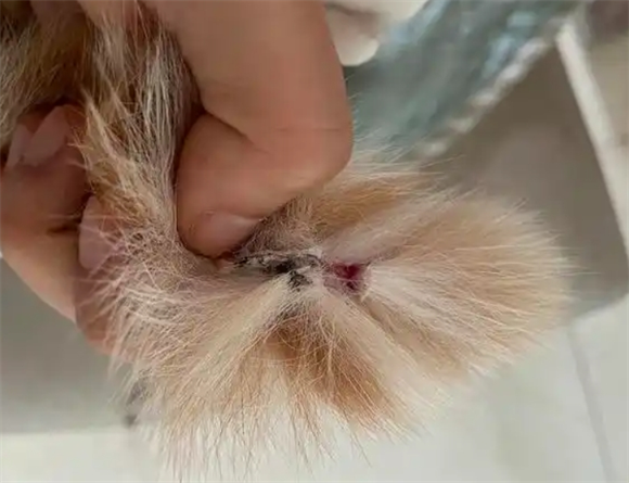猫尾巴有黑色结痂硬块怎么治疗 猫尾巴有黑色结痂硬块怎么治疗