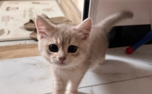 猫为什么突然爱攻击人抓人 猫为什么突然爱攻击人抓人