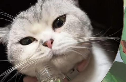 猫咪喝酒了要多久恢复正常