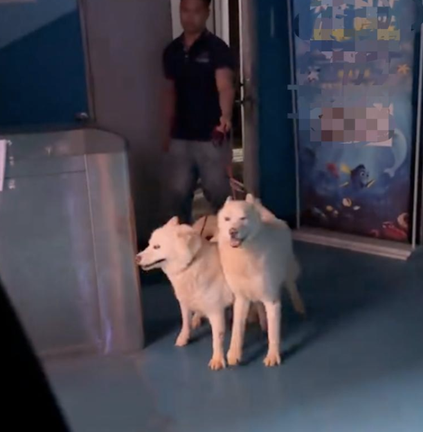 去参观海洋馆的北极狼,下班后它们被带出来散步! 去参观海洋馆的北极狼,下班后它们被带出来散步!