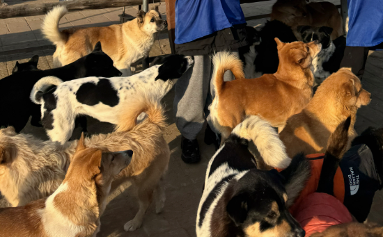 让“毛孩子”不再流浪！阿姨卖掉房子救助万余只动物