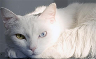 猫咪绝育期间能洗澡吗？