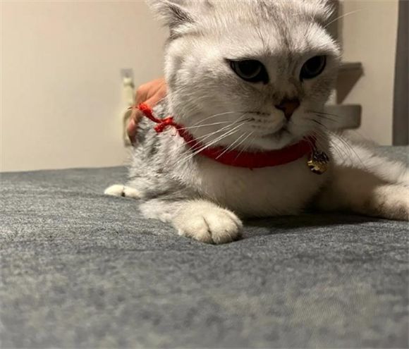 猫咪尿床垫上怎么清除异味
