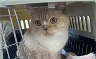 猫咪咳血但是食欲正常怎么回事
