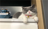 宠物猫咪晕车抱在怀里会好点吗