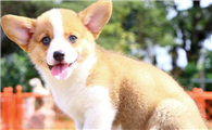 威尔斯柯基犬掉毛怎么办?科学的护理和饮食是关键