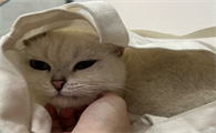 猫着凉了呕吐吃什么药