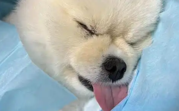 狗狗呕吐吃什么管用