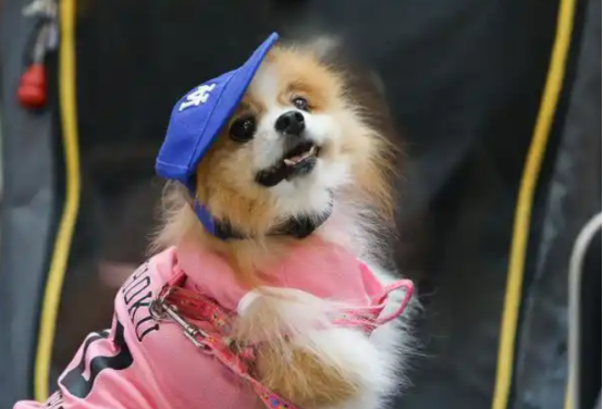 泰国曼谷：宠物时装秀