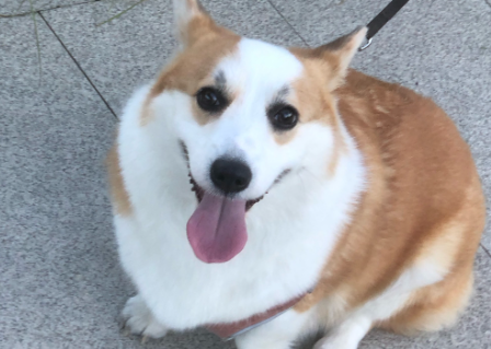 狗狗眼有黄脓状眼屎,流鼻涕,打喷嚏 狗狗眼有黄脓状眼屎,流鼻涕,打喷嚏
