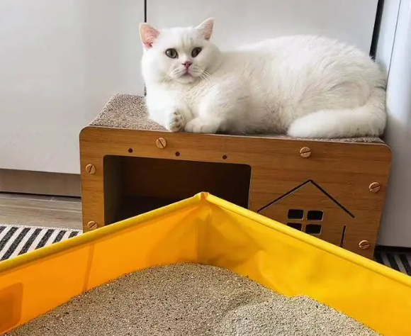矿砂猫砂推荐哪种？选这几个品牌的不踩雷！