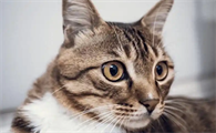 猫抽搐后精神萎靡正常吗